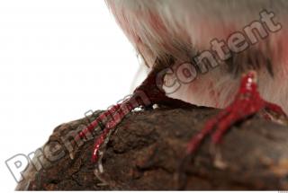 Cuban Trogon-Priotelus temnurus 0049